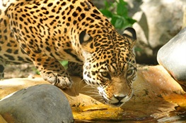 WCS Announces “Voice of the Jaguar” Campaign to Engage Central Americans to Protect Wildlife 